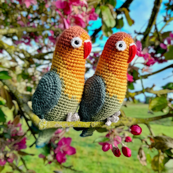 Fischer’s Lovebird
6