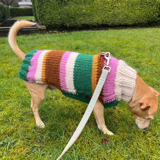 Benson - Hondentrui
4