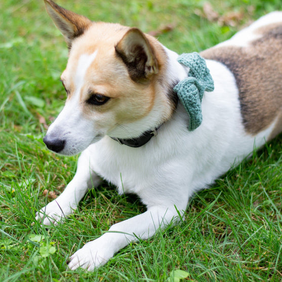 Wow Bow - Strik voor de Hond
3