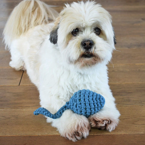 Kikkervisje - Hondenspeelgoed
1