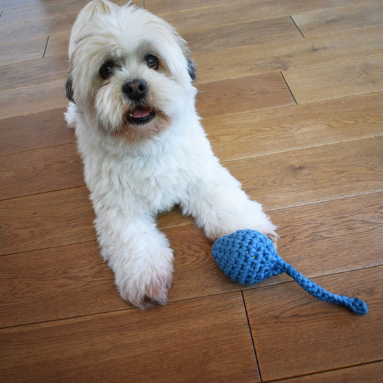 Kikkervisje - Hondenspeelgoed
2