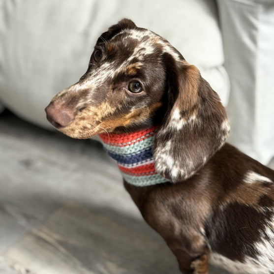 Wes - Sjaal voor de Hond
2