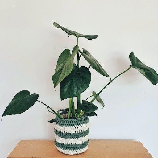 June - Plantenmand
3