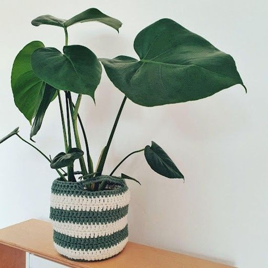 June - Plantenmand