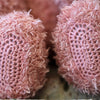 

Teddy Family
6