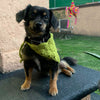 

Cuddly Wrap - Bandana voor de Hond
5