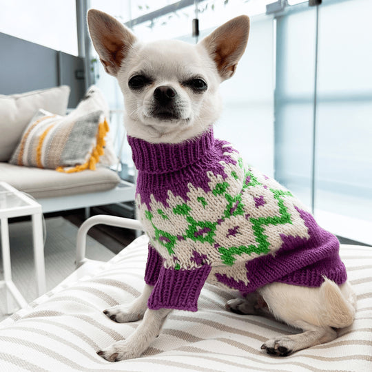 Chihuahua - Hondentrui