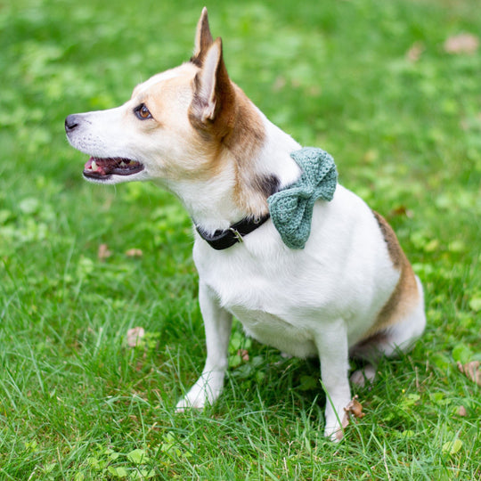 Wow Bow - Strik voor de Hond