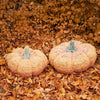 

Gigantische Pompoenen
4